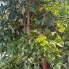 sassafras_honey